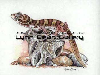 Western Banded Gecko.