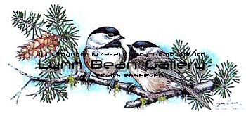 Black Caped Chickadee on Pine.