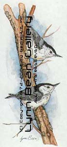 Black-capped Chickadee on Mullein.