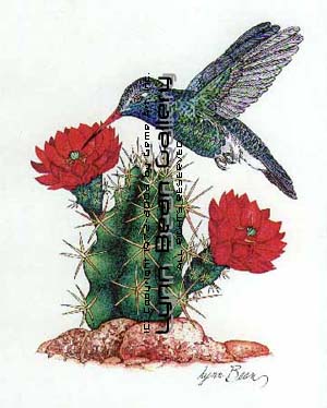 Blue-throated Hummingbird with Claret Cup Cactus.