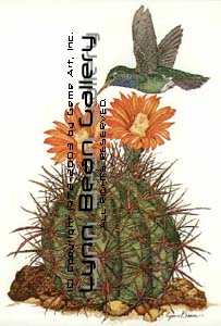 Broad-billed Hummingbird with Barrel Cactus.