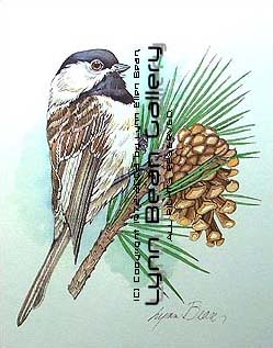 Chickadee.