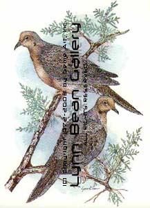 Mourning Doves.