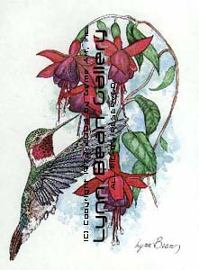 Ruby-throated Hummingbird on Fuchsia Cactus.