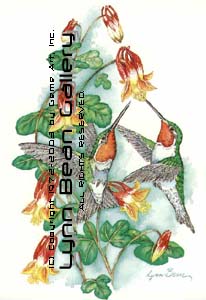 Ruby-throated Hummingbirds on Columbine.