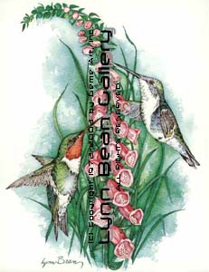 Ruby-throated Hummingbirds on Foxglove.