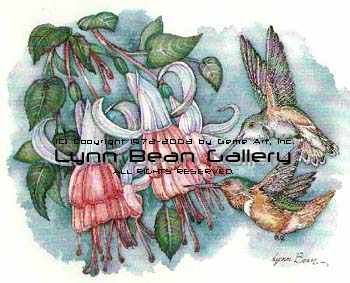 Rufus Hummingbirds with Fuchsias.