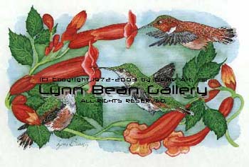 Rufus Hummingbirds with Trumpet Creeper.