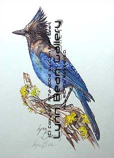 Stellers Jay.
