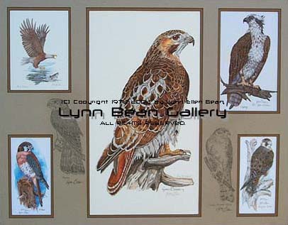 Birds Of Prey Remarque 18x24 01.