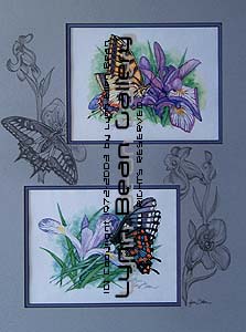 BUTTERFLIES REMARQUE 18x24 01.