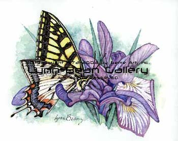 Spice Bush Swallowtail Butterfly.