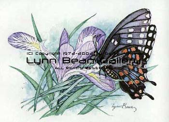 Tiger Swallowtail Butterfly.