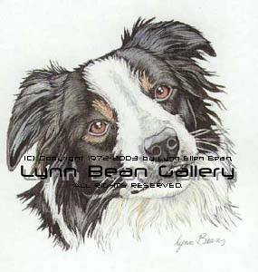 Bridget, Border Collie, Head.