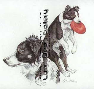 Bridget, Border Collie with Frizbee.