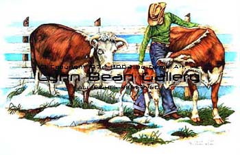 Herefords with Cowboy.