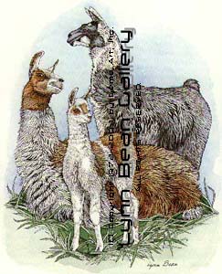 Llamas with Baby in Front.