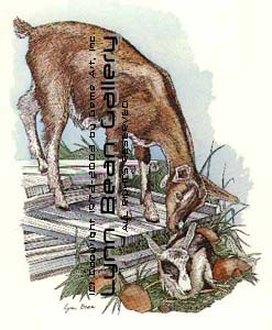 Nanny Goat and Billy.