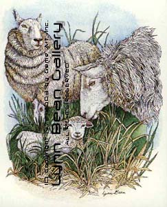 Three Sheep, Vertical.