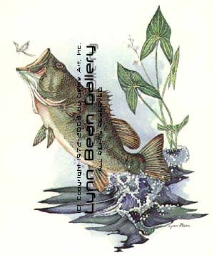 Largemouth After Fly.