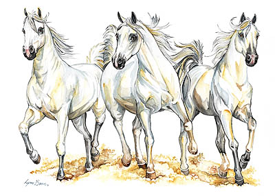 THREE WHITE ARABIANS.