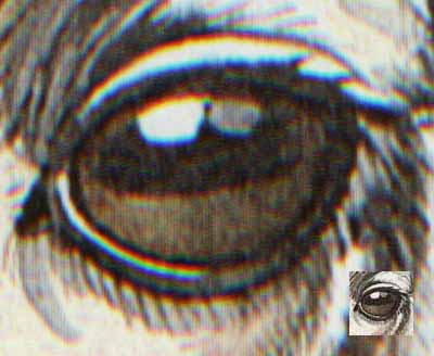 Magnified area of offset litho reproduction.