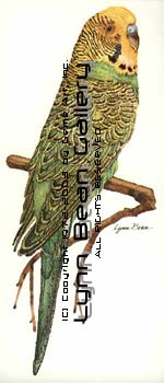 Budgerigar.