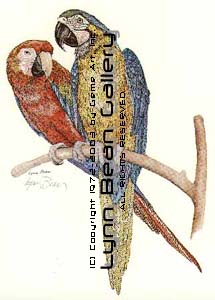 Scarlet and Blue McCaws.