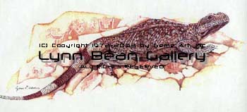 Chuckawala Lizard on Petroglyphs.