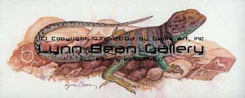 Collared Lizard with Petroglyphs.