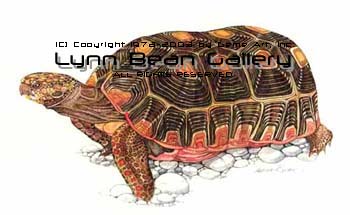 Red Legged Tortoise.