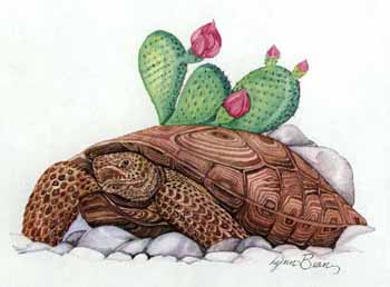 Tortoise with Cactus.