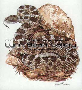 Western Diamondback.