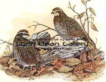 Bobwhite Quail.