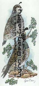 California Quail in Juniper.