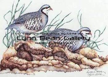 Chukars Facing Right.