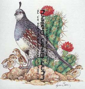 Mother Gamble Quail with Babies.