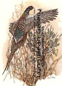 Pheasant in Flight.