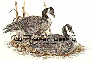 Canada Geese on Nest.