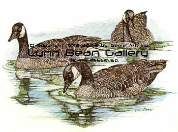 Canada Geese on Water.