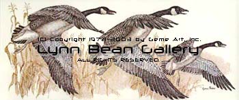 Canadian Geese in Flight.