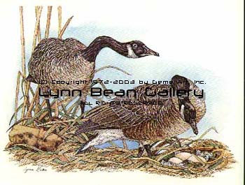 Geese Protecting Eggs.