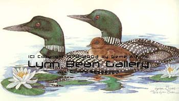 Loon with Baby on Back.