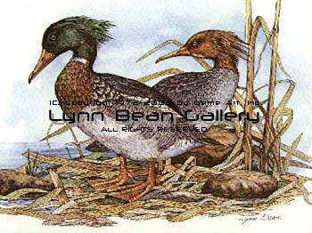 Red-breasted Mergansers.