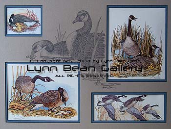 WATERFOWL Remarque 18x24 01.