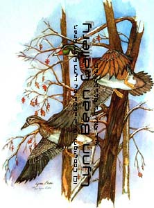 Wood Ducks in Flight.