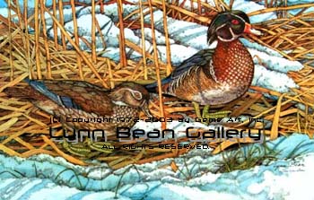 Wood Ducks on Ground.